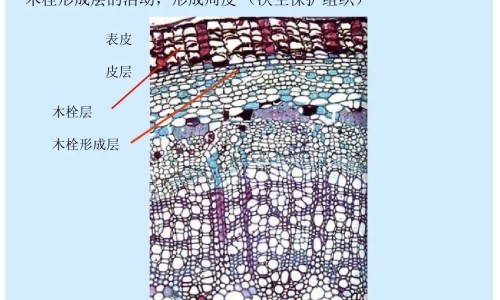 桑枝的性味功效的禁忌网 | 桑枝的功效与作用点,桑枝的药性