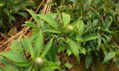 桑枝的性味功效的禁忌网 | 桑枝的功效与作用点,桑枝的药性